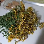 Elm Vilă