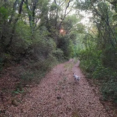 Вилла Elm Poulades